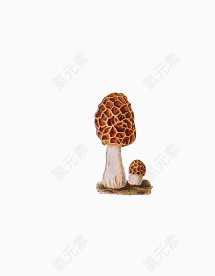 插画小蘑菇