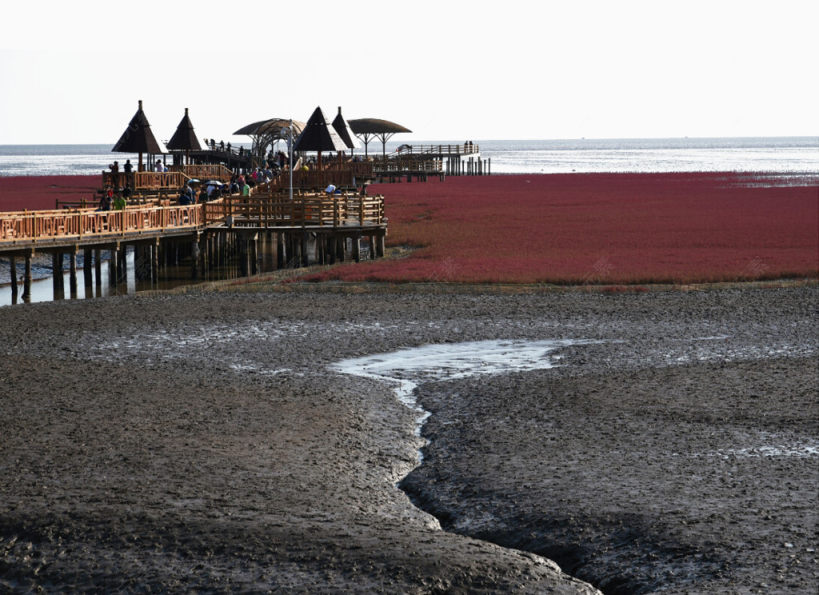 红海滩湿地公园下载