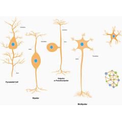 生物设计标志细胞实验室药学