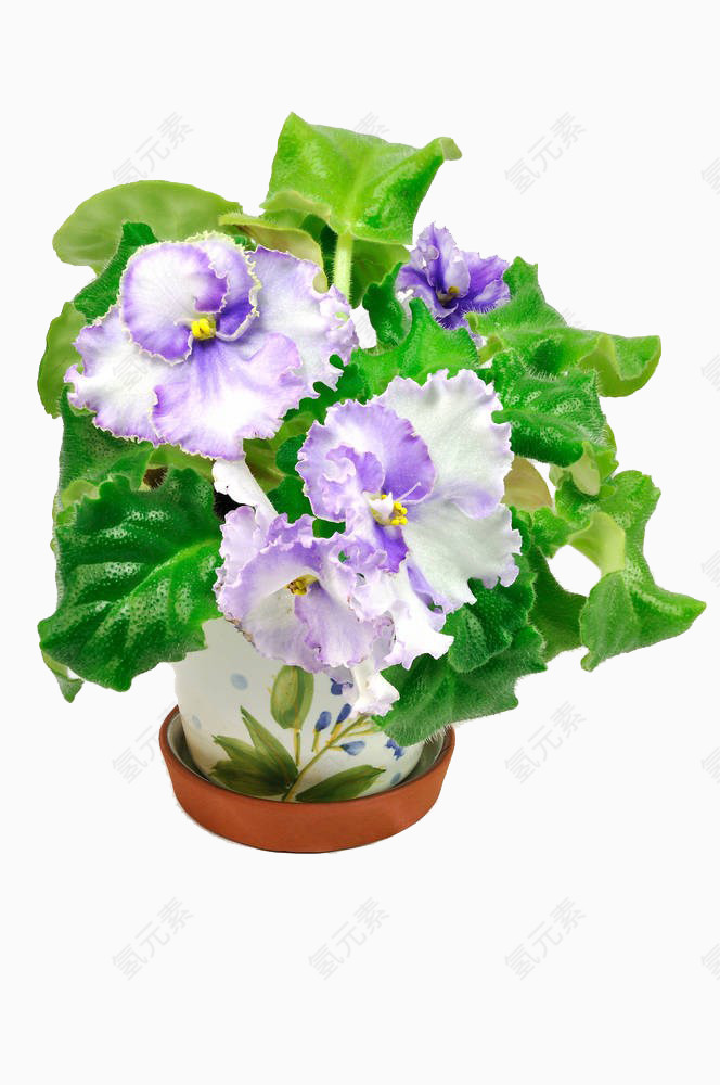 紫罗兰盆栽图片