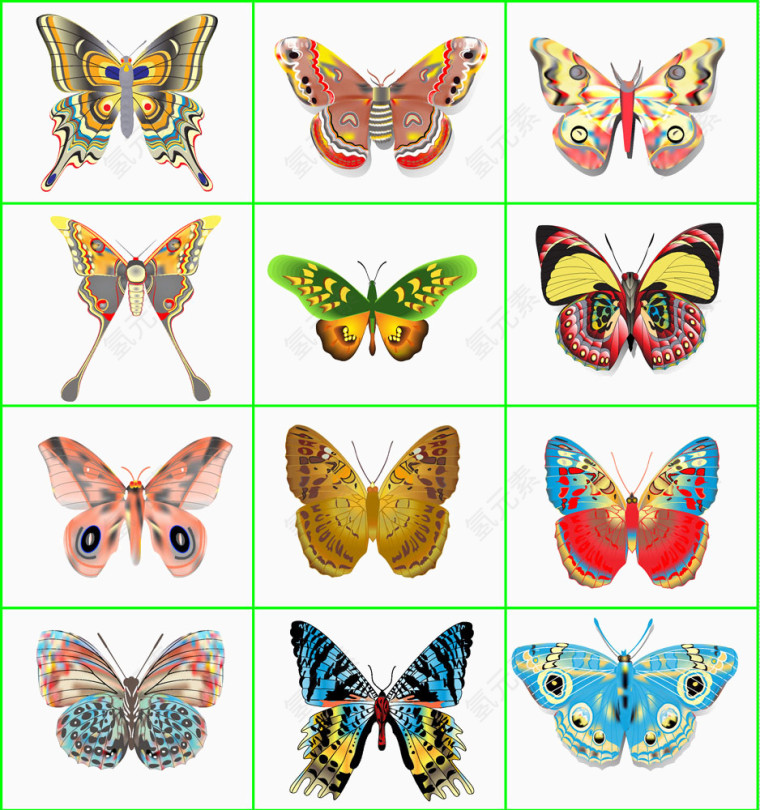 蝴蝶标本矢量图