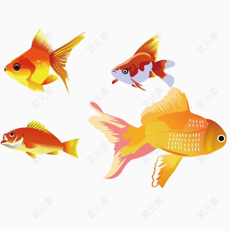 不同形态种类的金鱼