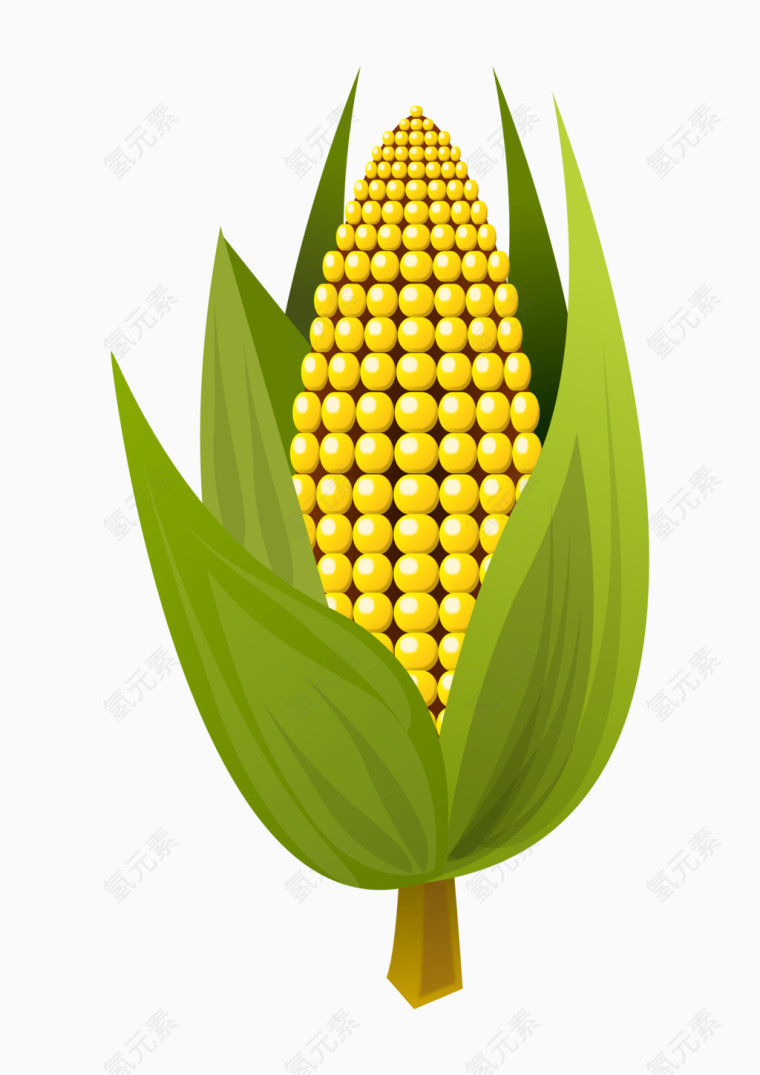 手绘玉米