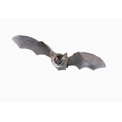 一直飞翔的蝙蝠