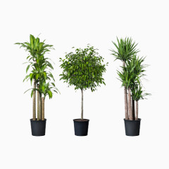 三盆绿色植物