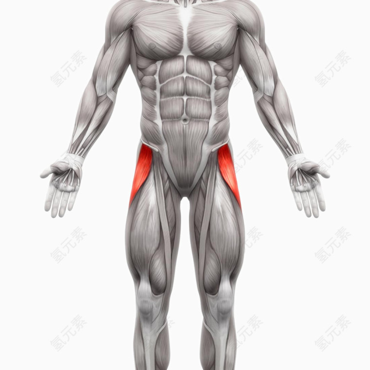 人体肌肉组织分布