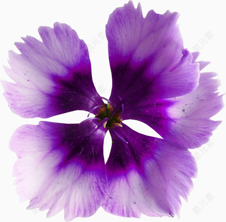 紫色漂亮藏红花