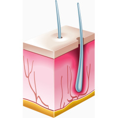 3D皮肤毛囊矢量图
