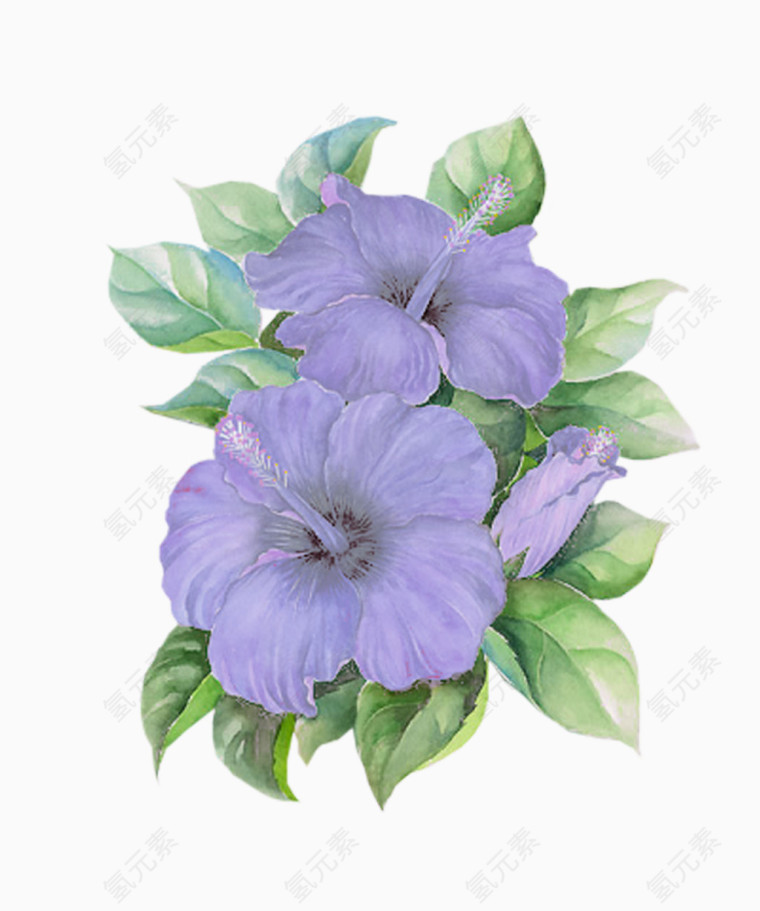 紫色花朵