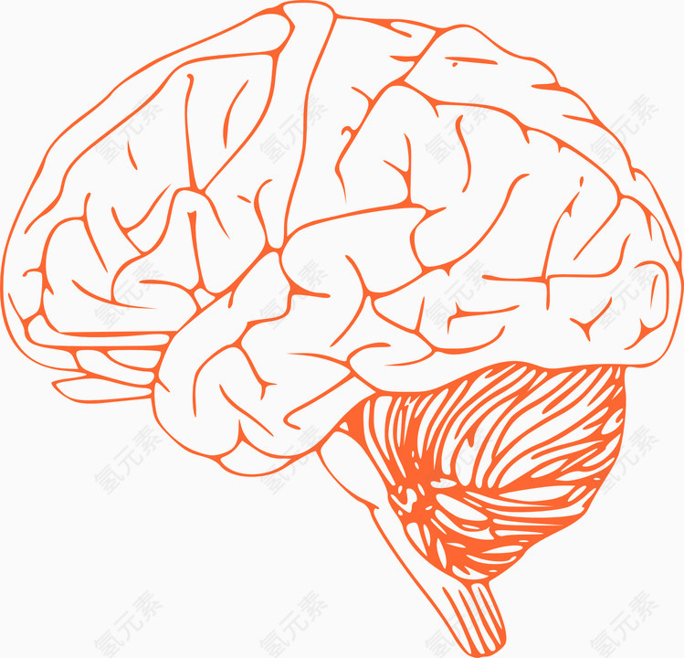 大脑 解剖 人体器官