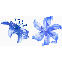 蓝色百合花