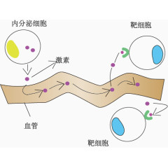 细胞分泌物质