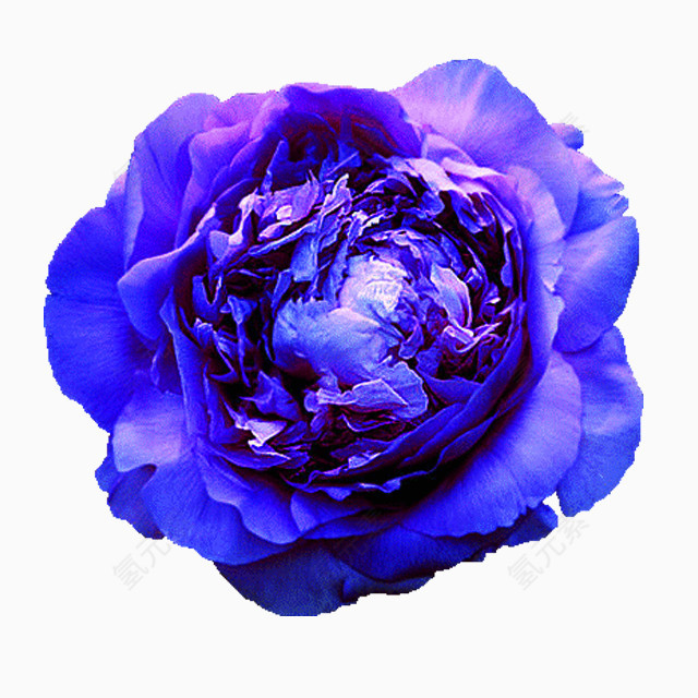 紫花花苞