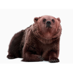 野生动物棕熊
