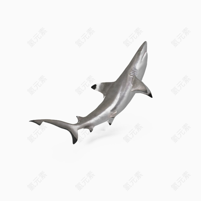 海洋黑鳍鲨