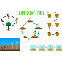 矢量图绿色植物的栽培