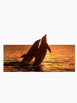 夕阳下的海豚