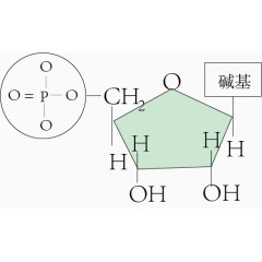 核苷酸细胞体