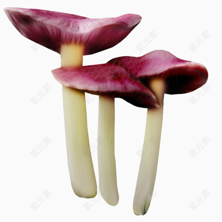 紫色蘑菇