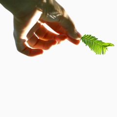 手拿绿色植物