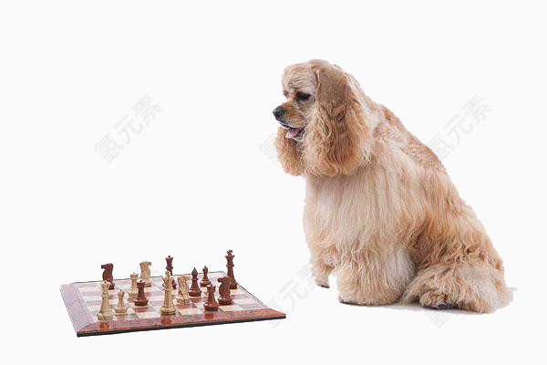 可卡犬看下棋