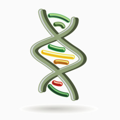 矢量基因DNA
