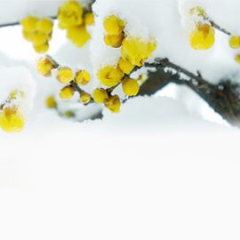 雪花梅花