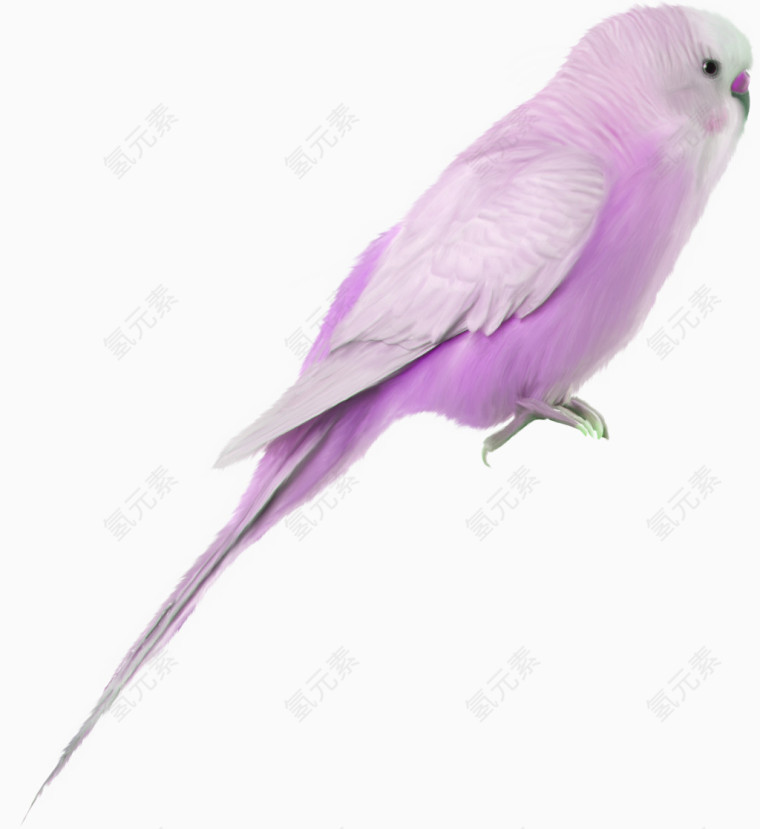 紫色漂亮小鸟