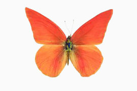 橘色蝴蝶