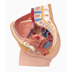 人体器官模型