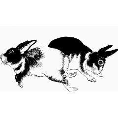 黑白色的兔子