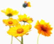 清新明亮虚化黄色花朵