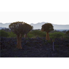 纳米比亚的红沙漠植物
