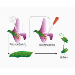 人工异花授粉