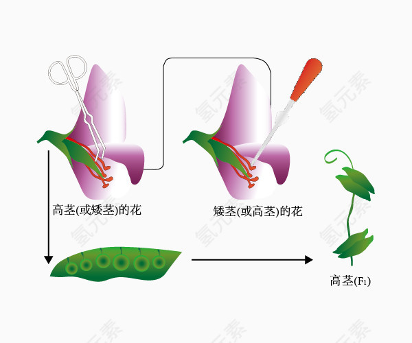 人工异花授粉