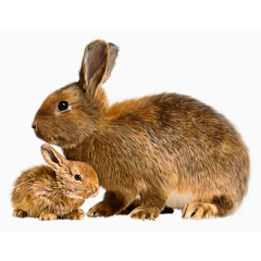 可爱棕色母子兔子实拍