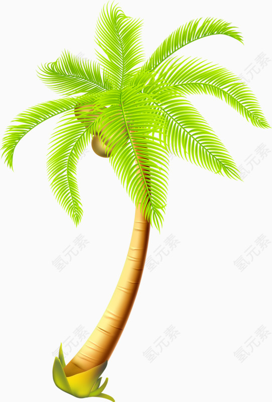 长着椰子的椰子树
