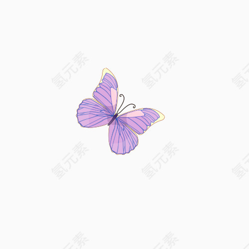 短胖形蝴蝶