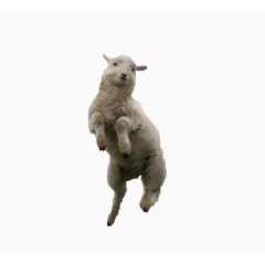 跳起来的羊