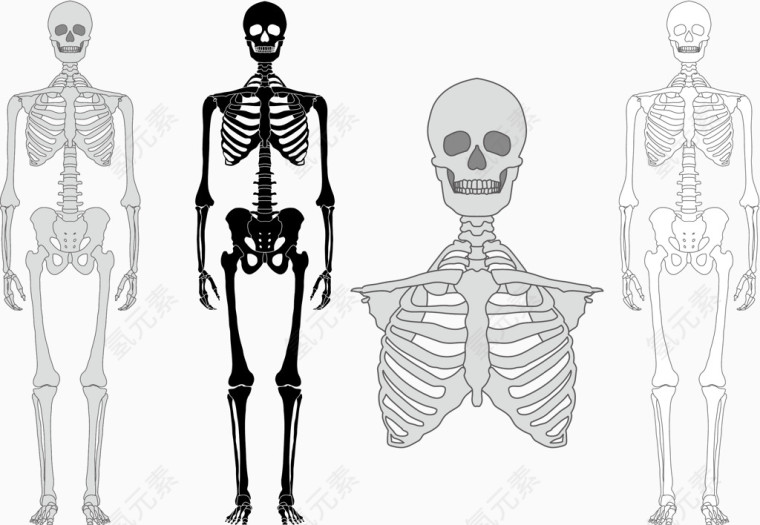 矢量图人体骨骼