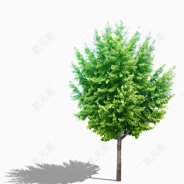 一棵树木