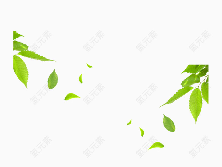 绿色植物叶片
