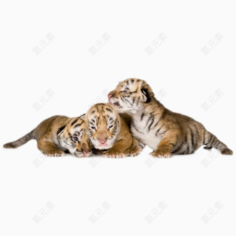 三只小老虎