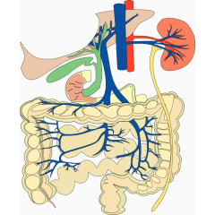 人体肠胃结构