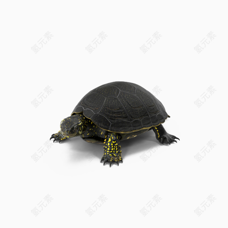 欧洲拟水龟