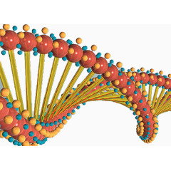 基因结构