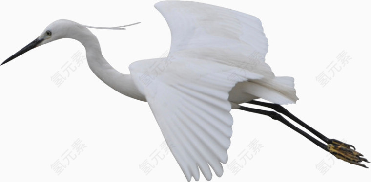 飞翔的白鸟鹤免抠素材