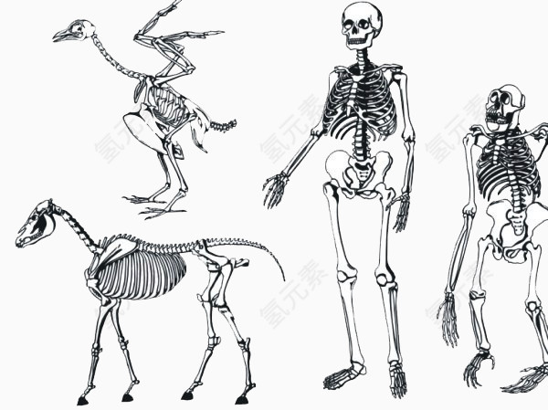 人和动物的骨架