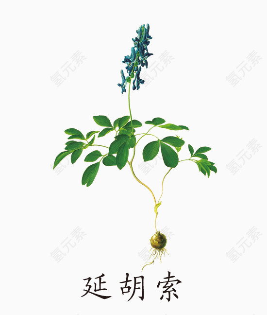 延胡索草药免抠素材免费下载