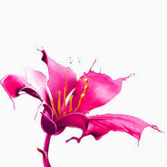 粉红色盛开的花朵矢量高清图